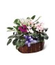 African Violets